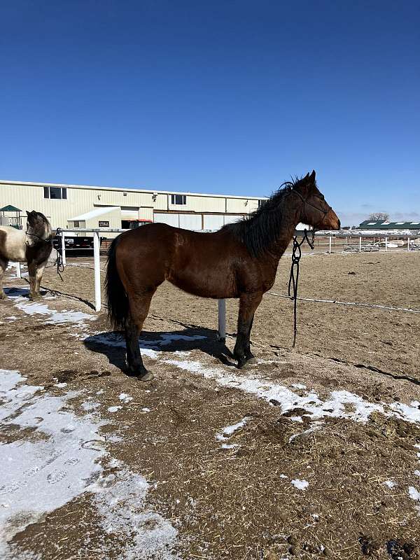 quarter-horse-mare