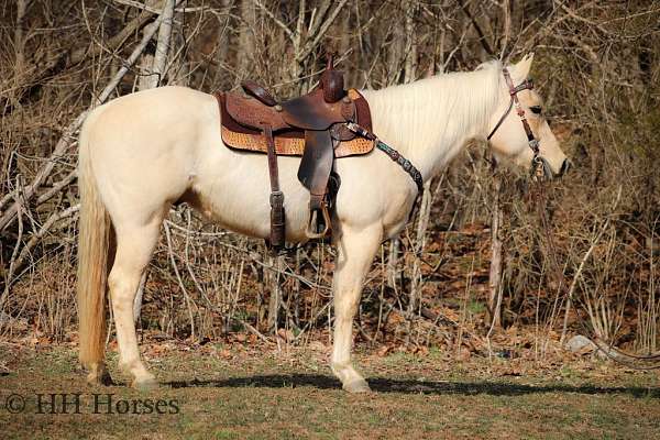 athletic-quarter-horse