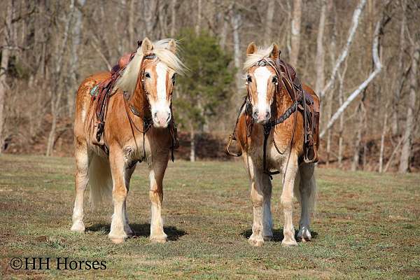 all-around-haflinger-horse