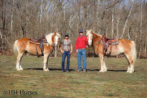 athletic-haflinger-horse