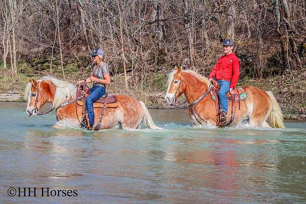 beginner-haflinger-horse