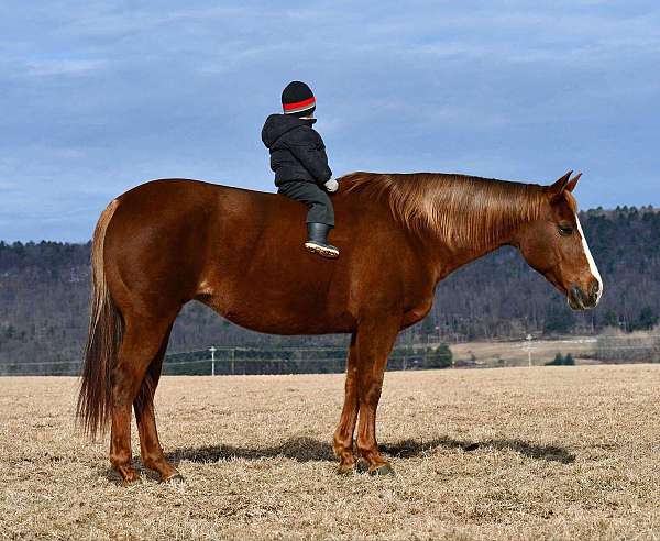 flashy-quarter-horse