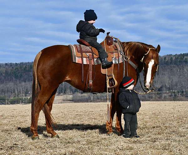 performance-quarter-horse