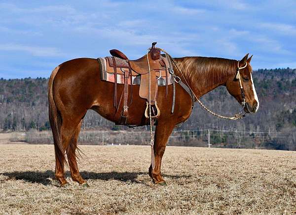 ranch-versatility-quarter-horse