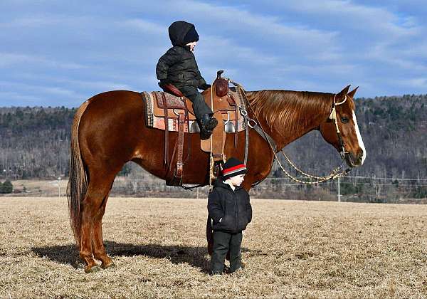 ranch-work-quarter-horse