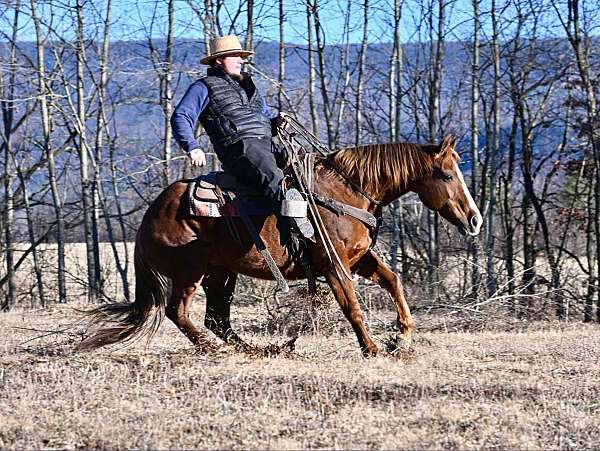 reining-quarter-horse