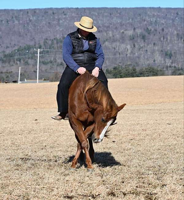 roping-quarter-horse