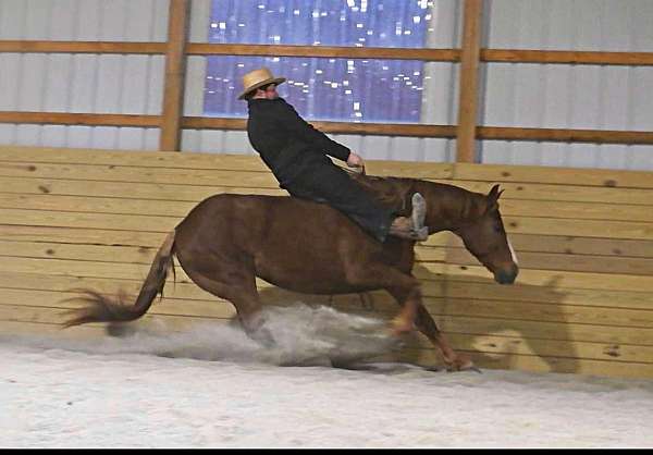 trail-riding-quarter-horse