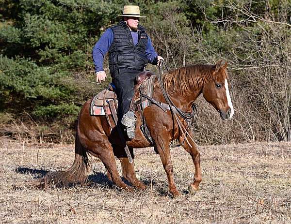 western-riding-quarter-horse