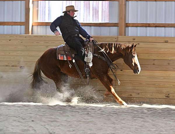 working-cattle-quarter-horse