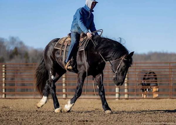 athletic-shire-horse