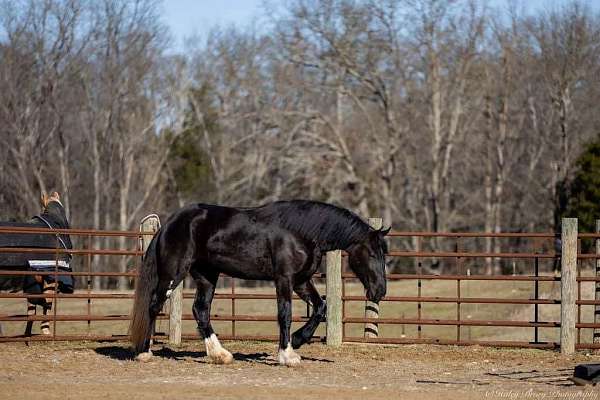 flashy-shire-horse