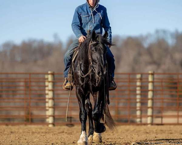 husband-safe-shire-horse