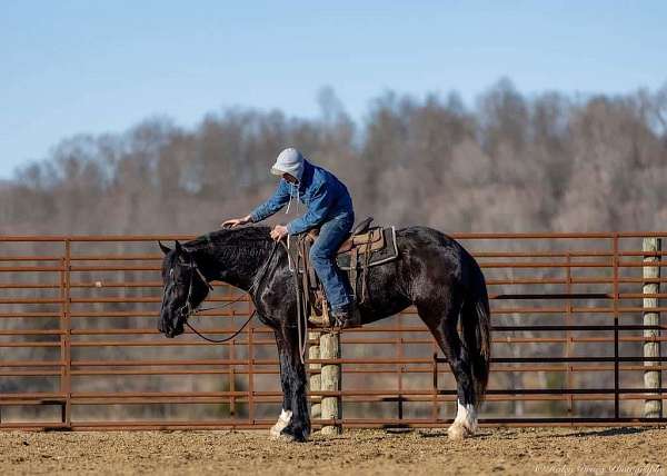 parade-shire-horse