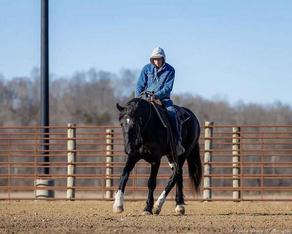 ridden-english-shire-horse