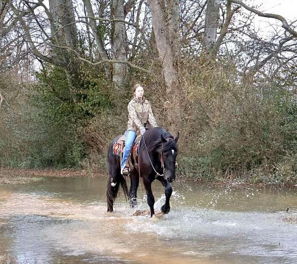 ridden-western-shire-horse