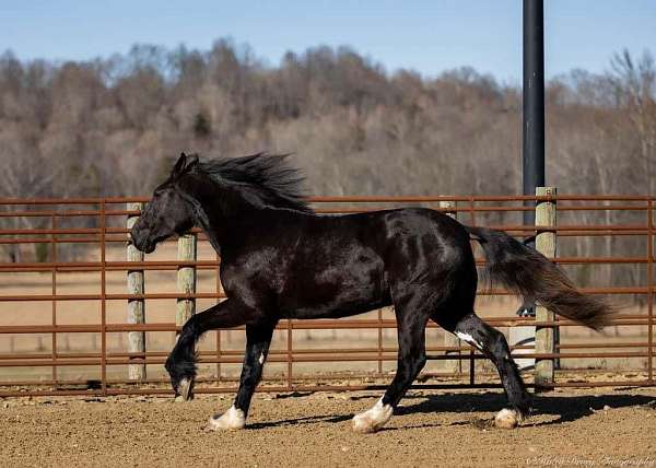 show-shire-horse