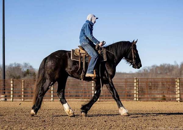 black-all-around-horse