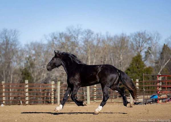 black-athletic-horse