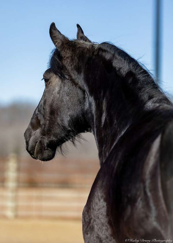 black-flashy-horse