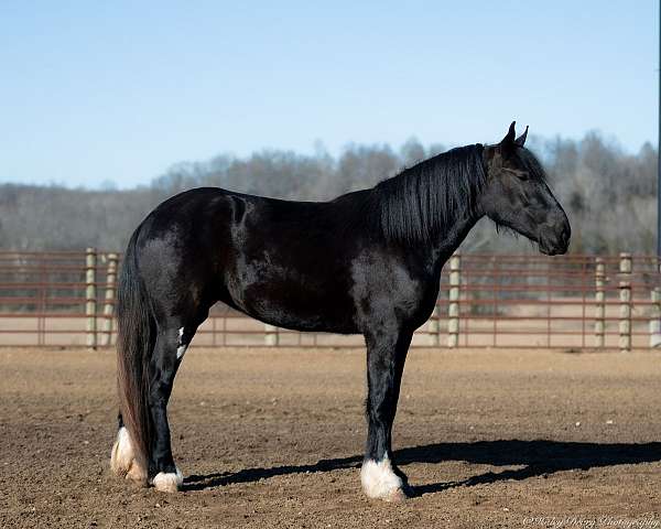 black-husband-safe-horse