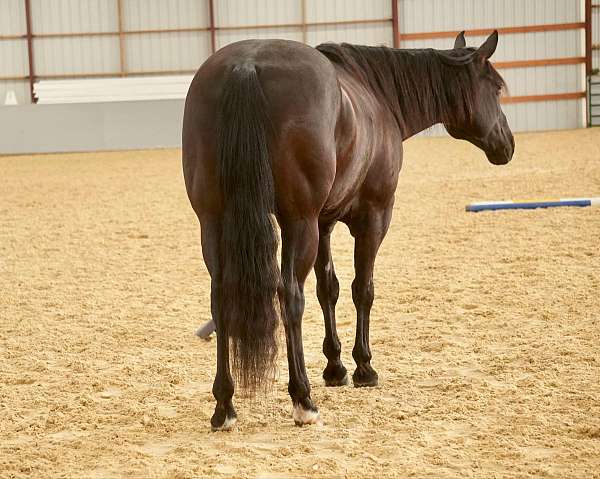 ranch-work-quarter-horse