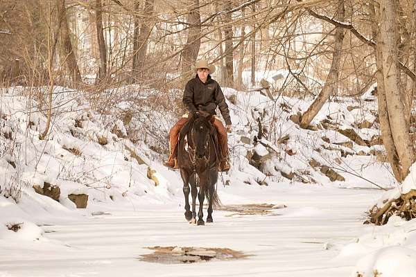 trail-riding-quarter-horse