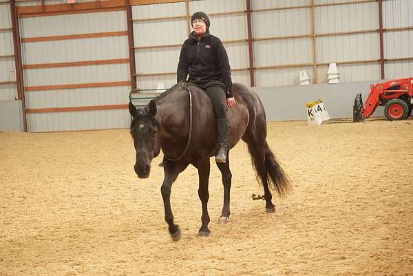 working-cattle-quarter-horse