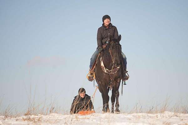 black-all-around-horse