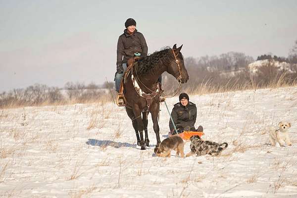 black-athletic-horse