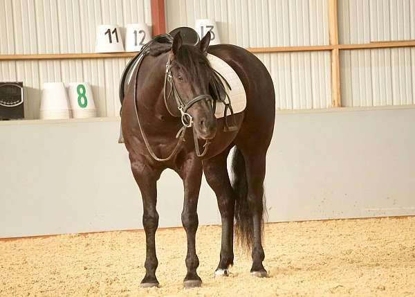 black-quarter-horse-gelding