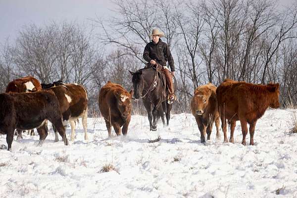 ranch-versatility-quarter-horse