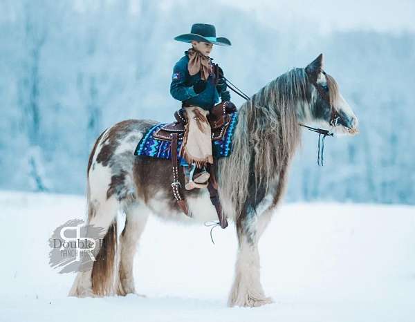 athletic-gypsy-vanner-horse