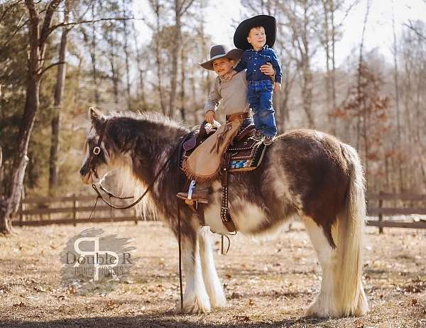 beginner-gypsy-vanner-horse