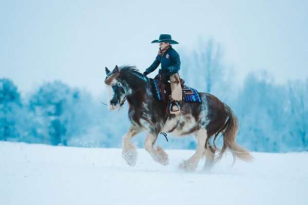 flashy-gypsy-vanner-horse