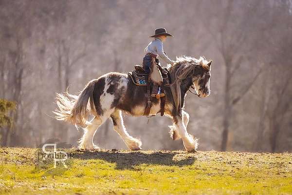 kid-safe-gypsy-vanner-horse