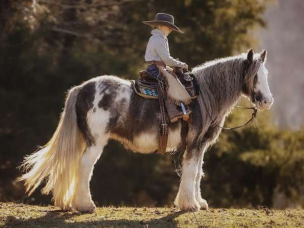 parade-gypsy-vanner-horse