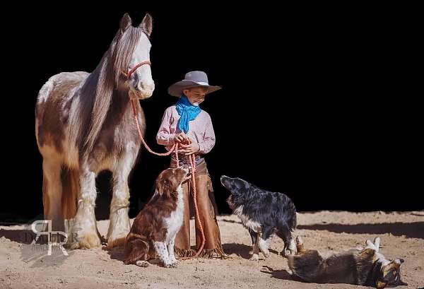 ranch-work-gypsy-vanner-horse