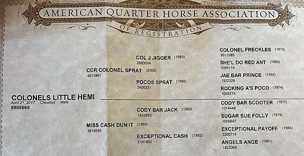 athletic-quarter-horse