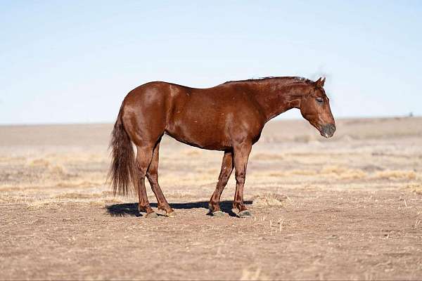 calf-roping-quarter-horse