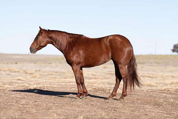 flashy-quarter-horse