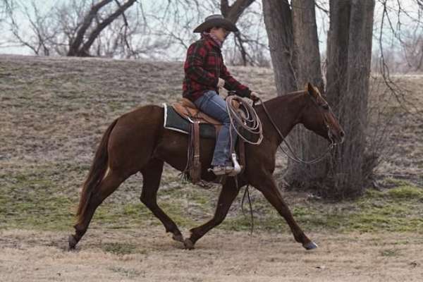 husband-safe-quarter-horse