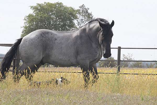 dressage-draft-pony