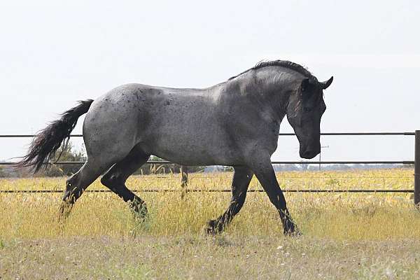 driving-draft-pony