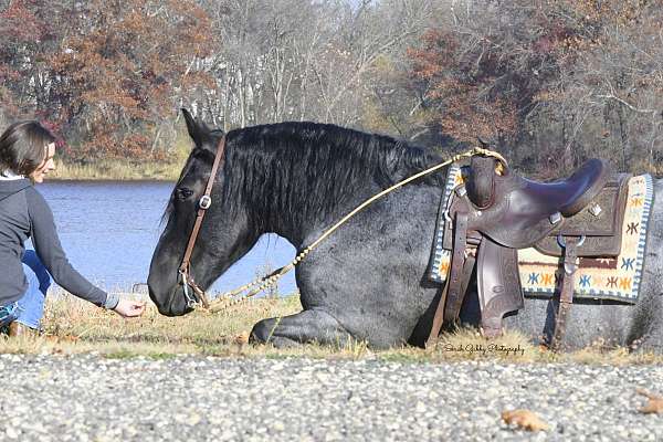 ranch-work-draft-pony