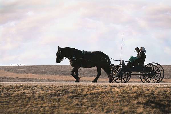 ridden-western-draft-pony