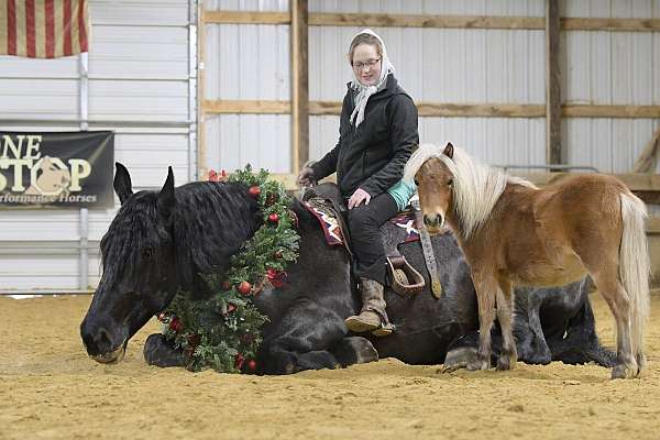 working-cattle-draft-pony