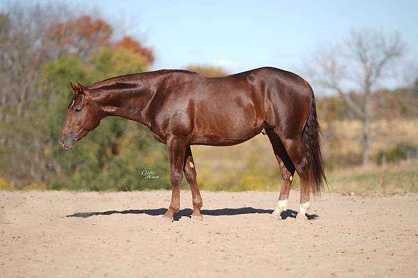 calf-roping-quarter-horse