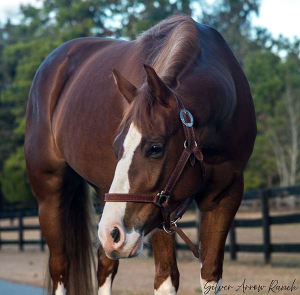 flashy-quarter-horse