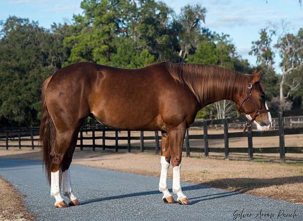 athletic-quarter-horse